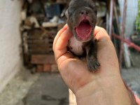 Köpeğimiz Sizi bekliyorlar