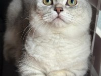 MUNCHKİN YAVRULAR ERKEK DİŞİ