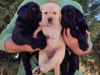 FCI-KIF şecereli Labrador Retriever Yavrularımız