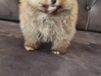 Pomeranian Tea Cup
