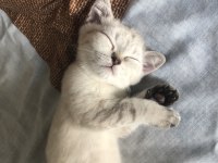 3 Aylık British Shorthair Yavru