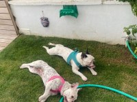 French Bulldog Köpeği