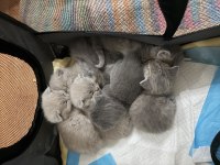7 adet scottish fold yavrusu