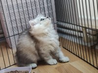 Çok akıllı uslu british longhair yavrularımız