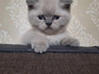Lynx blue point british shorthair yavrular