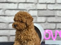 Şecereli mikro cipli poodle yavrular
