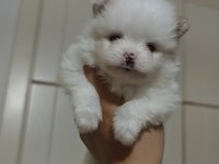 Sahiplendirmeye hazır pomeranian yavruları