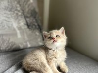 Scottish fold ve Scottish straight