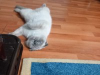 Evcil scottish fold blue point