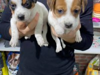 Maskeli Jack Russell Bebekler
