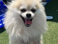 1 yaşında erkek pomeranian boo