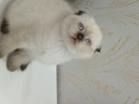 3 AYLIK YAVRU KEDİMİZİ SAHİPLENDİRMEK İSTİYORUZ