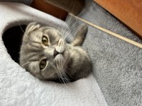 Scottish fold güzel kızım kısır değil