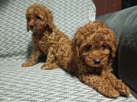 Yavru toy poodle