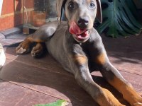 Farklı olmak isteyene egzotik renk doberman bebekler