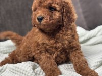 0 No Toy Poodle Yavrumuz