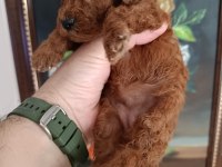 SAFKAN RED BROWN TOY POODLE YAVRULAR ÜST KALİTE