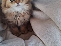 Scottish fold ve british shorthair yavrularımız
