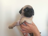 Pug Yavruları A Kalite Tüm İllere Gönderim