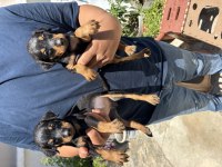 Doberman bebekler