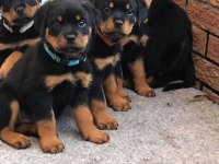 Rottweiler Yavrularımız Evinizin Neşesi Olacaktır