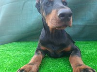 Irk garantili A şecere doberman yavrular