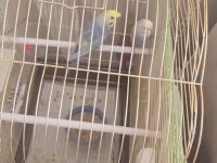 Kaliteli muhabbet kuşu eş perçemli erkek