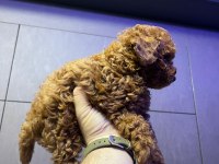 Kore 56 Günlük Toy Poodle Dişi ve Erkek Yuva Arıyor