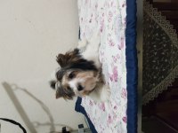 Biewer yorkshire terrier