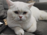 SCOTTİSH STRAİGHT KEDİME EŞ ARIYORUM