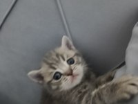 Scottish fold british kediler