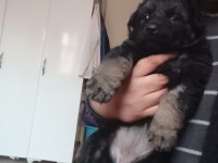 Uzun tüylü ve düşük bel alman kurdu