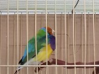 GOULDIAN FİNCH - GÖKKUŞAĞI