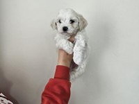 Maltese terrier yavru köpeklerimiz