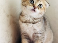 Birbirinden sevimli scottish fold yavrular
