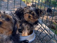 Tea Cup Yorkshire Terrier