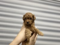 Toy poodle yavrularımız yeni yuvalarını arıyor