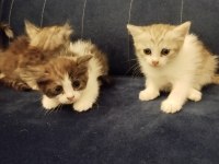 Ücretsiz kediler sahiplendiriyoruz ama iyi bakmak şartıyla