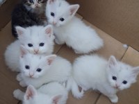 5 Beyaz 1 Siyah Sevimli Kedilere Yuva Arıyoruz