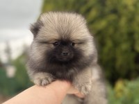 Üst kalite Pomeranian boo