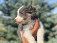 Petmode köpek çiftliğinden blue border collie