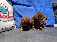Yasal ruhsatlı çifrlikde ziyarete açık toy poodle