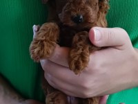 SEVİMLİ TÜY YUMAKLARI POODLE