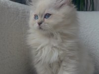 British longhair golden point