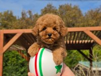 Eğitilebilir Toy Poodle Yavruları İle Evinize Neşe Katın