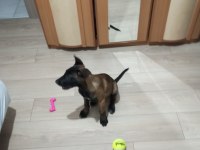 2 aylık safkan belçika kurdu