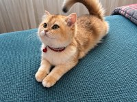 Huyuda kendi de ancak bu kadar güzel olabilir kedimizin