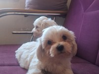 KORE MALTESE BEBEKLER