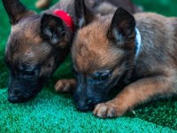 Kral babadan malinois yavrular