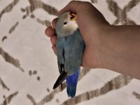 3 Aylık Yavru Sevda Papağanı (15 Mayıs Doğum Tarihi)